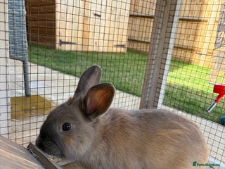 Mini Lop rabbits - Advert 13