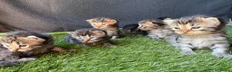 Mixed Breed cats for sale: 5 adorable kittens - Advert 8