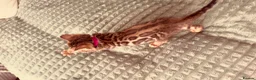 Bengal cats for sale: Stunning Purebred Bengal Kittens for sale. - Advert 5