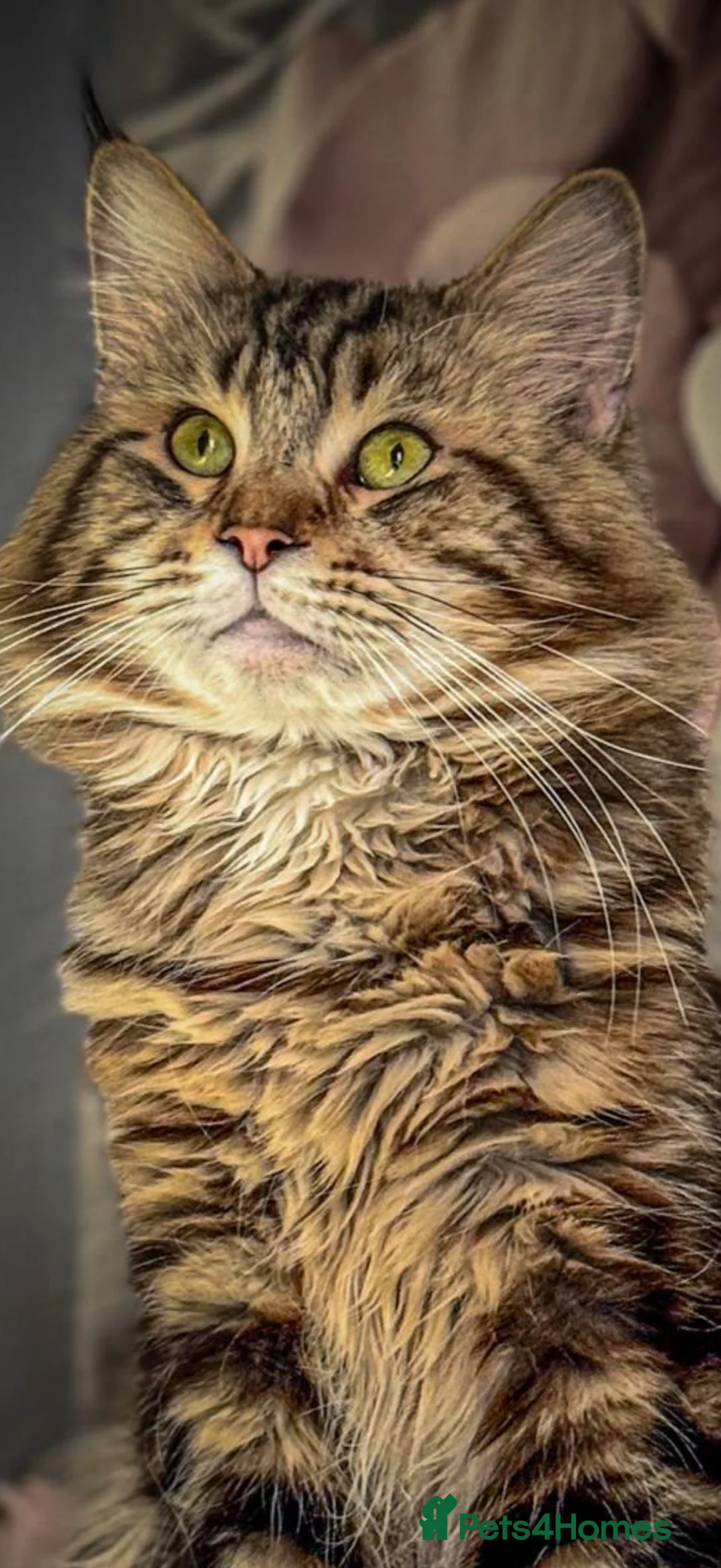 Maine Coon cats for sale: Gorgeous Mainecoon kittens ready 10th June  - Advert 25
