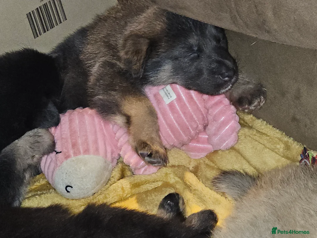 German Shepherd dogs for sale: 9 beautiful pure bred German Shepherd puppies - Advert 11