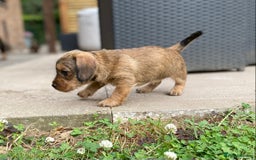 Dachshund dogs for sale: Schweenie puppies -ready to go! - Image 2