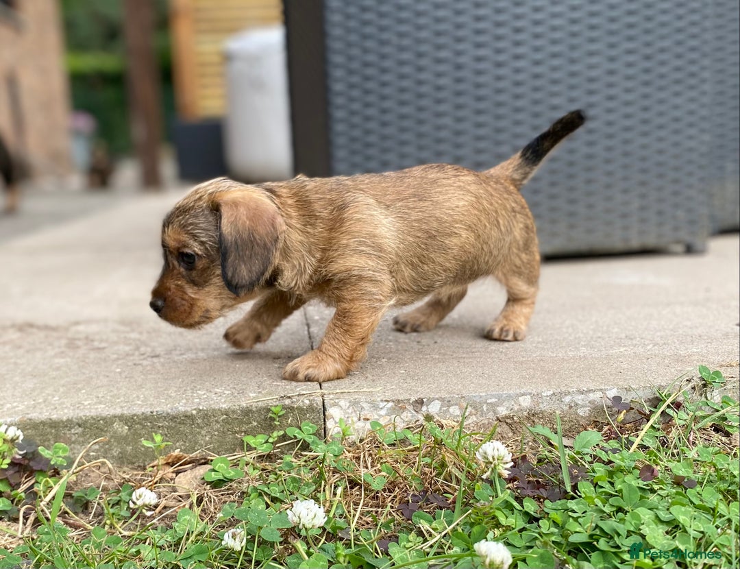 Dachshund dogs for sale: Schweenie puppies -ready to go! - Image 2