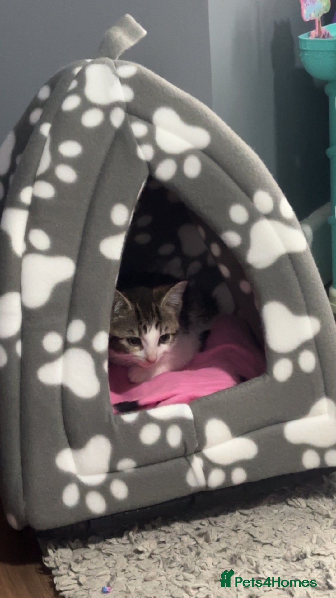 Mixed Breed cats for sale: Kitten  - Image 6