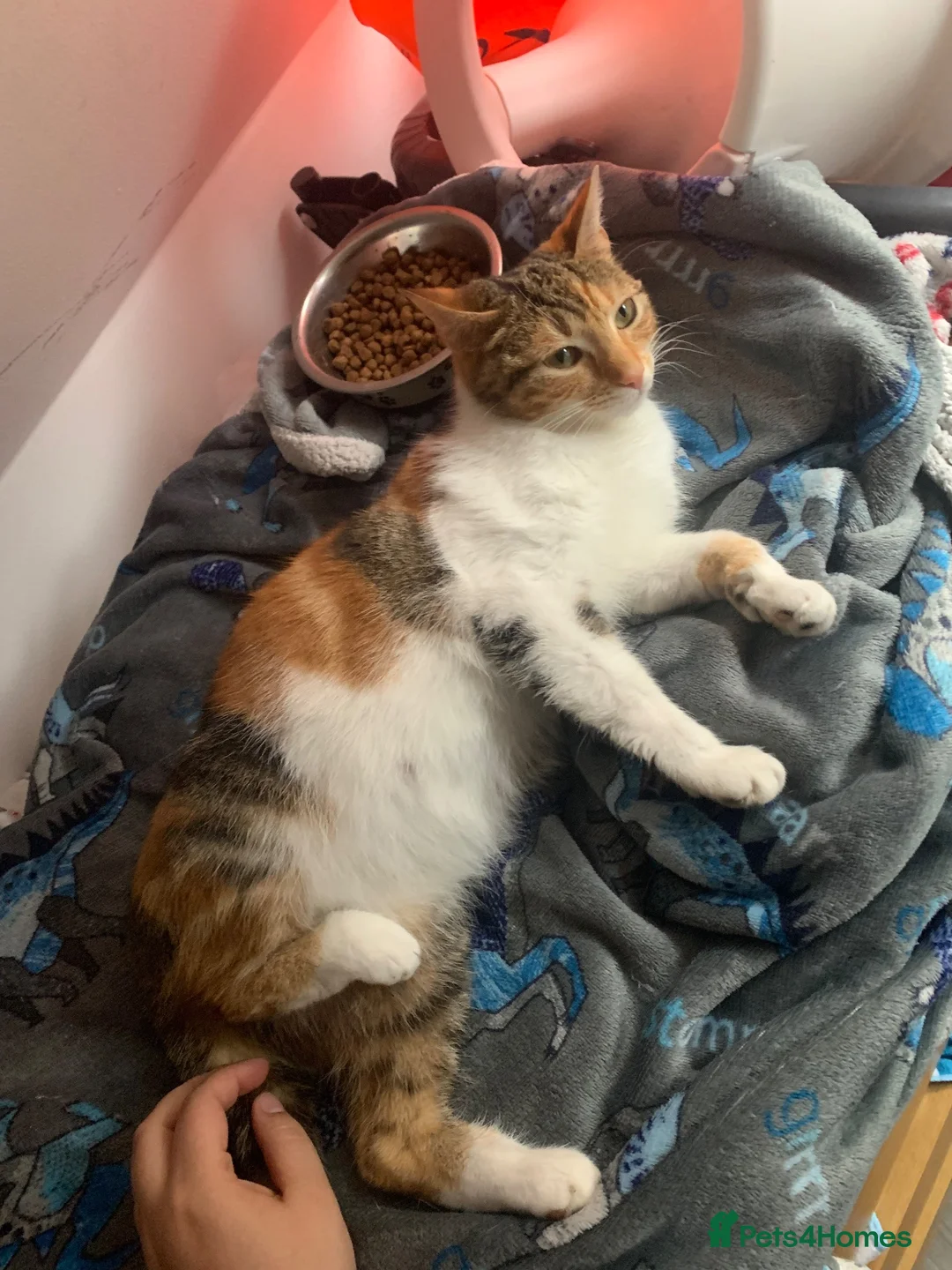 Mixed Breed cats for sale: 3 girl kittens  in Kingswinford - Advert 1