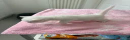 Mixed Breed cats for sale: Pure white male Turkish Angora/Domestic Short Hair - Advert 7