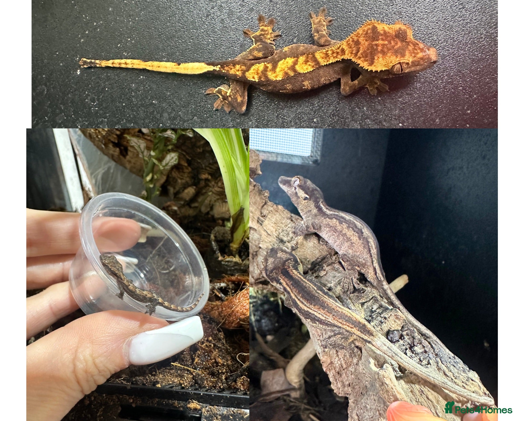 Gecko reptiles Gargoyle, Crested geckos and mourning geckos  - Advert 1