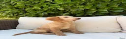 Cockapoo dogs for sale: F2b cockapoo puppies - Advert 2