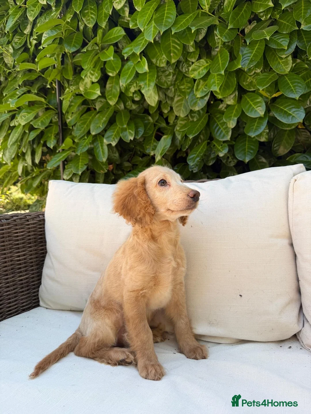 Cockapoo dogs for sale: F2b cockapoo puppies - Advert 2