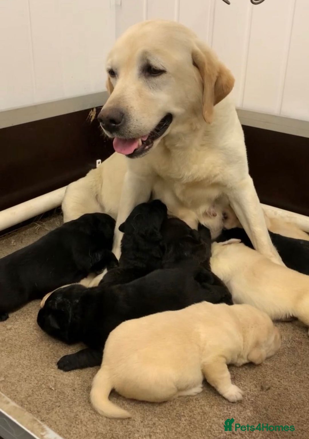Labrador Retriever dogs for sale: Show Chunky Black & Yellow Labradors  - Advert 15