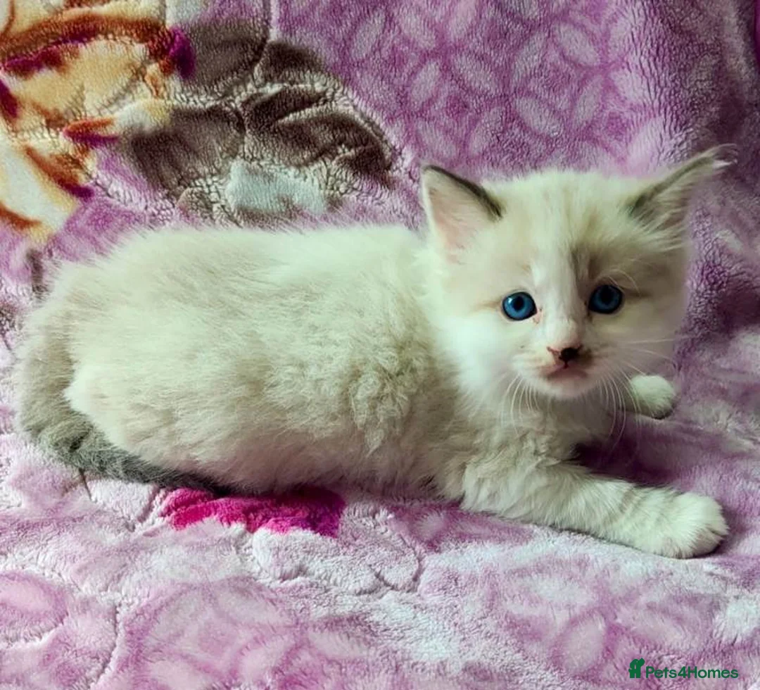 Ragdoll cats for sale: Stunning Ragdoll Kittens Looking for Forever Homes - Advert 2