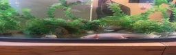 Other/Mixed Breed fish for sale: Axolotl’s for sale tank and all parts included  - Advert 4