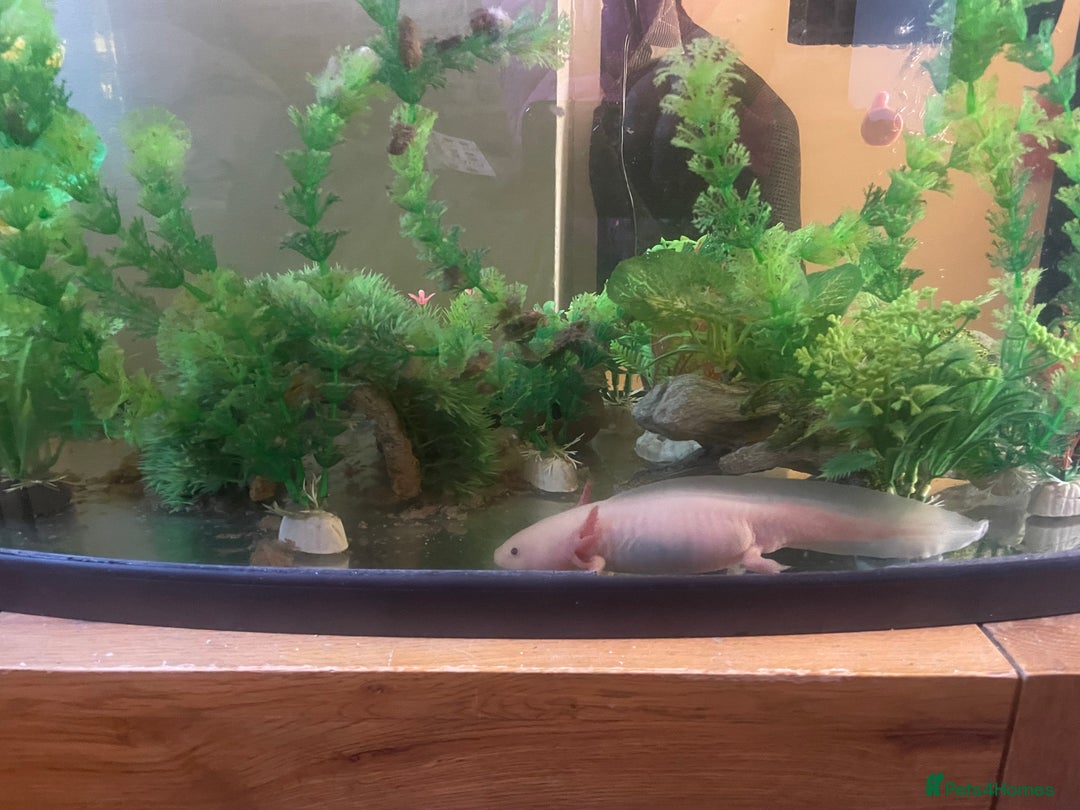 Other/Mixed Breed fish for sale: Axolotl’s for sale tank and all parts included  - Advert 4