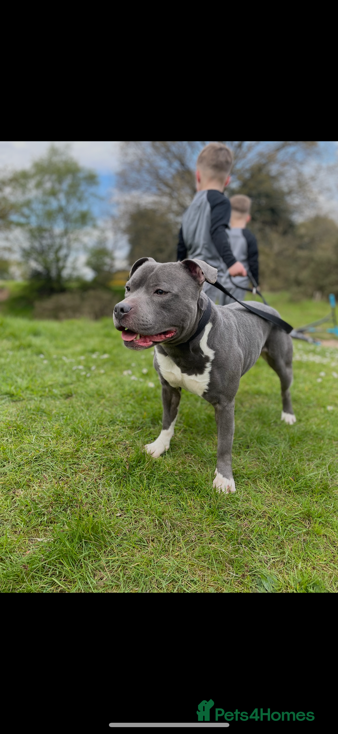Staffordshire Bull Terrier dogs for sale: kc registered blue staffys due on 23/24th July  - Image 9