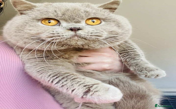 British Shorthair cats - Advert 5