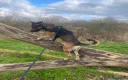 German Shepherd dogs for sale: German Shepherd Boy for sale (3 years old) - Image 5