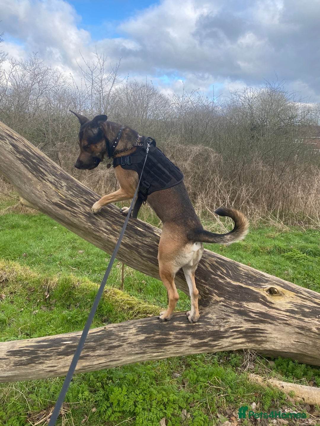 German Shepherd dogs for sale: German Shepherd Boy for sale (3 years old) - Image 5