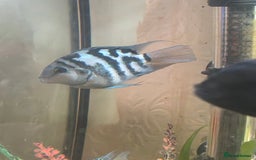 Cichlids fish for sale: Polar blue parrots - Image 4