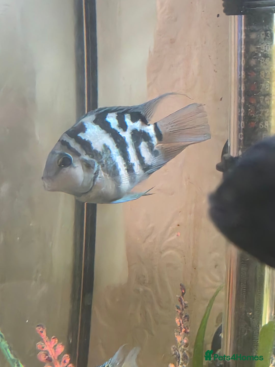 Cichlids fish for sale: Polar blue parrots - Image 4