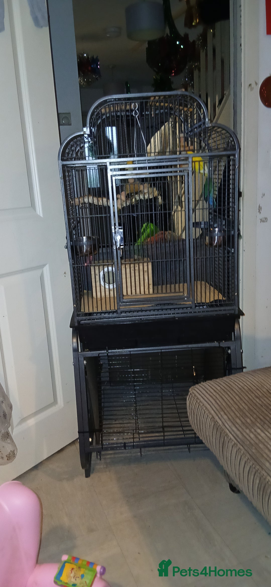 Lovebirds birds for sale: 2 paired love birds with cage - Advert 5