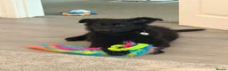 German Shepherd dogs for sale: German shepherd puppy for sale  - Advert 3