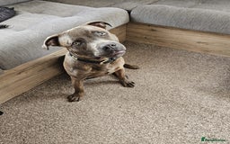 Mixed Breed dogs for sale: Loki 8 months old - Image 4