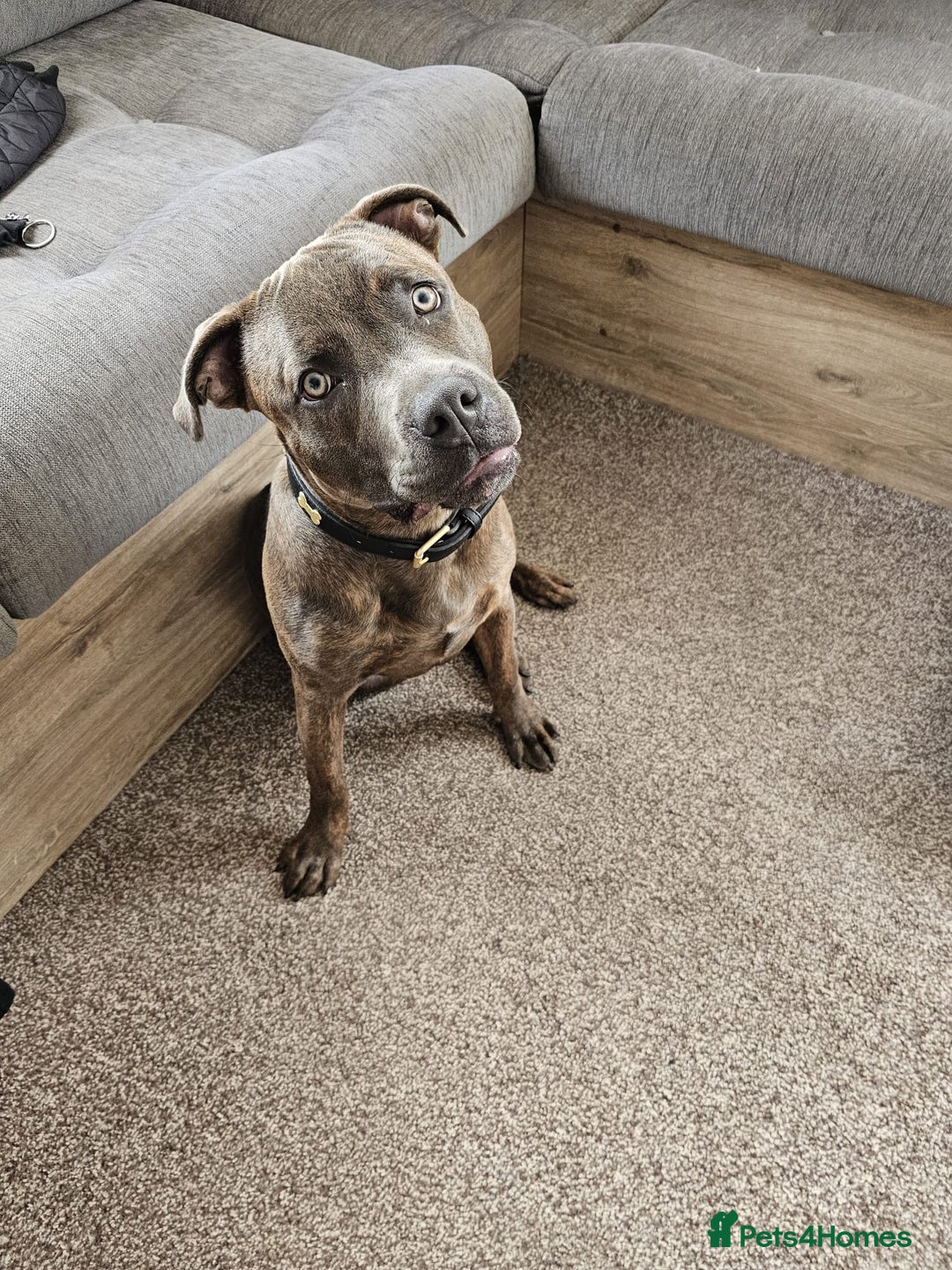 Mixed Breed dogs for sale: Loki 8 months old - Image 4