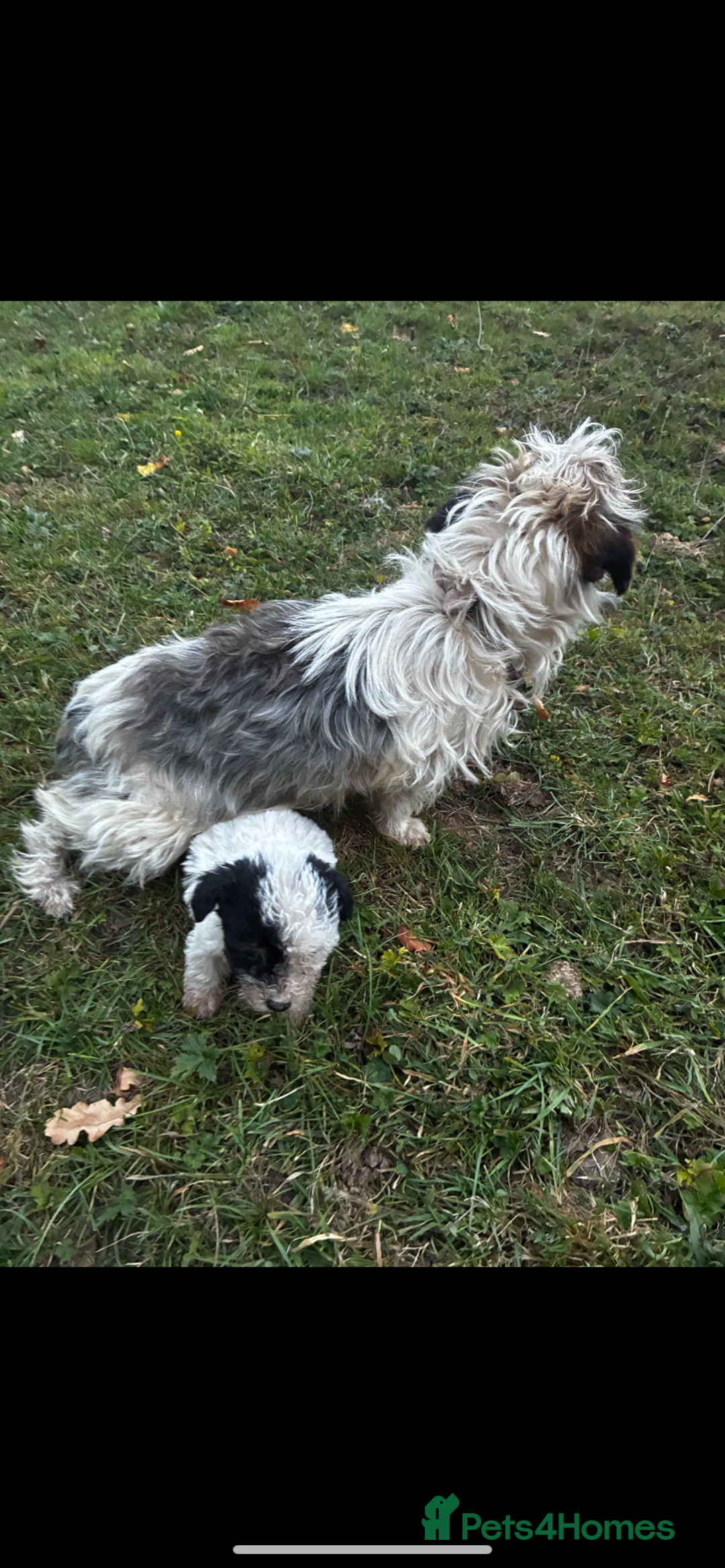 Jack Russell dogs for sale: Jack russel - Image 9
