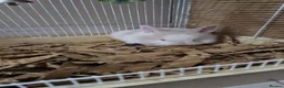 Mixed Breed rabbits for sale: Pair of Two Cute White Baby Rabbits for Sale - Advert 4