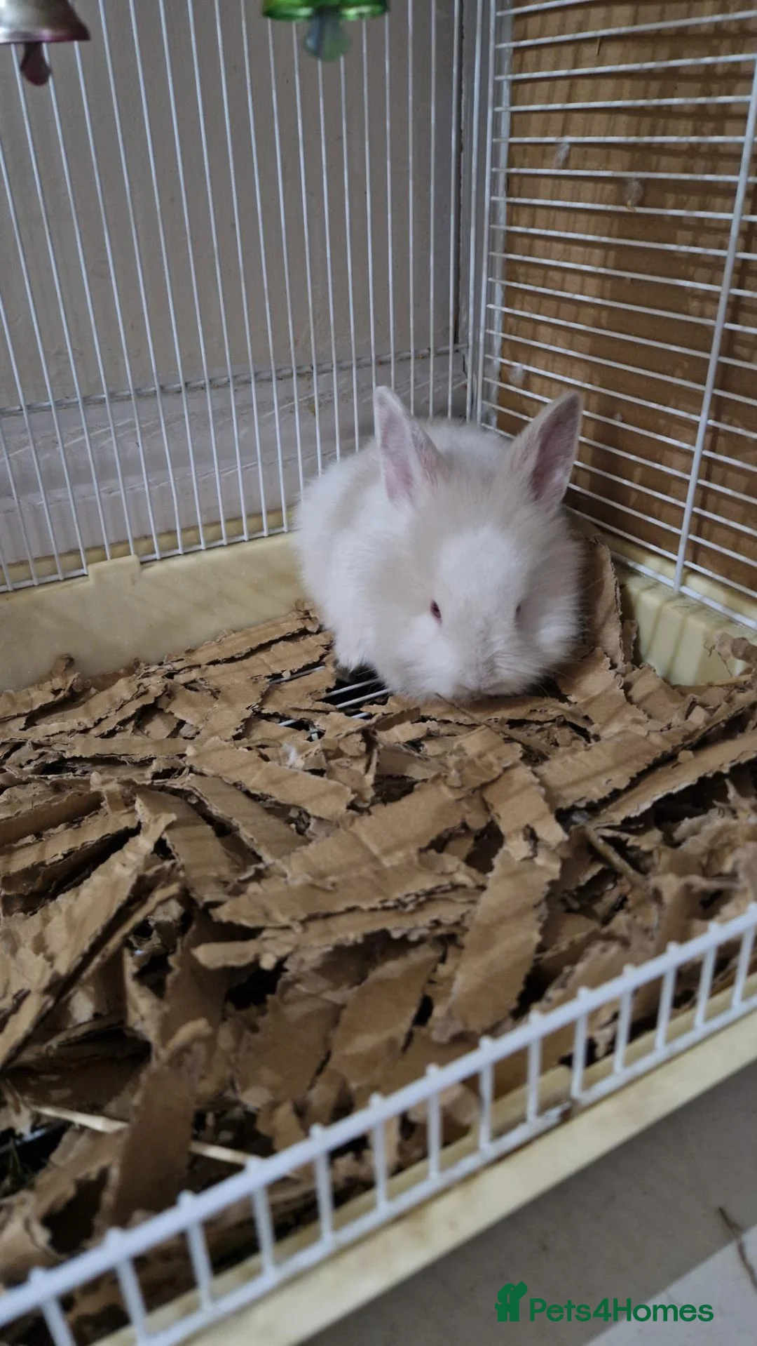 Mixed Breed rabbits for sale: Pair of Two Cute White Baby Rabbits for Sale - Advert 4