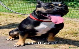Mixed Breed dogs for sale: Bulldog/staffy pups  - Image 12