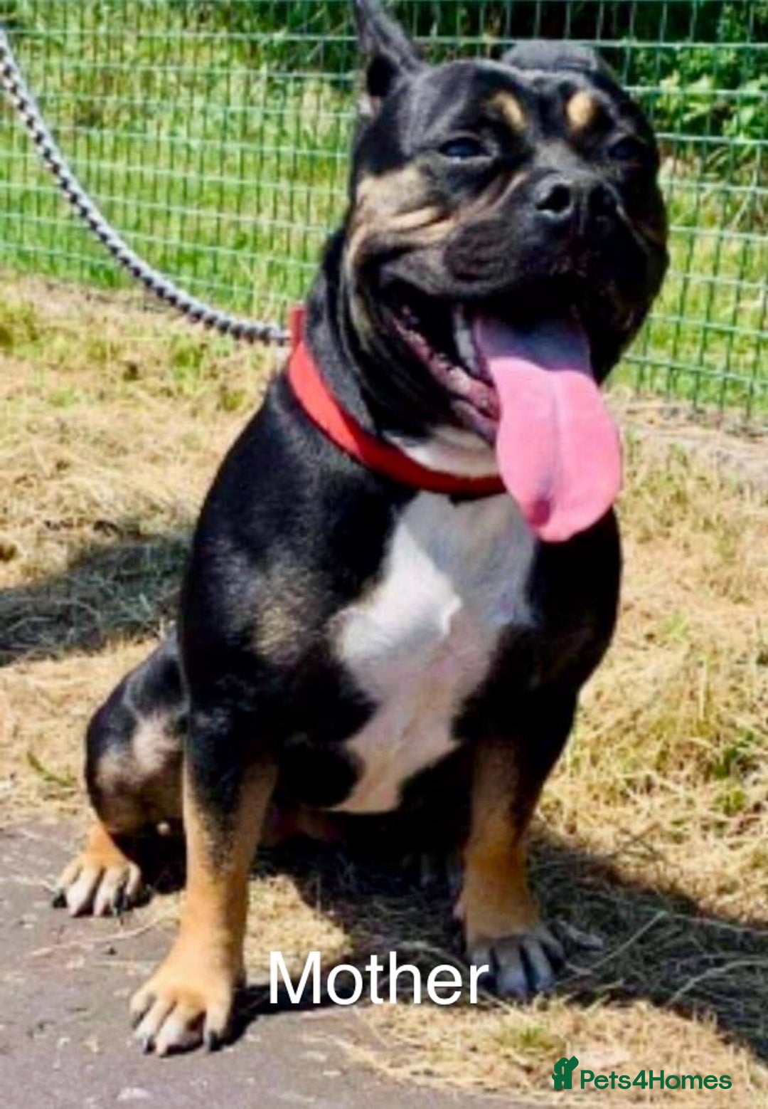 Mixed Breed dogs for sale: Bulldog/staffy pups  - Image 12