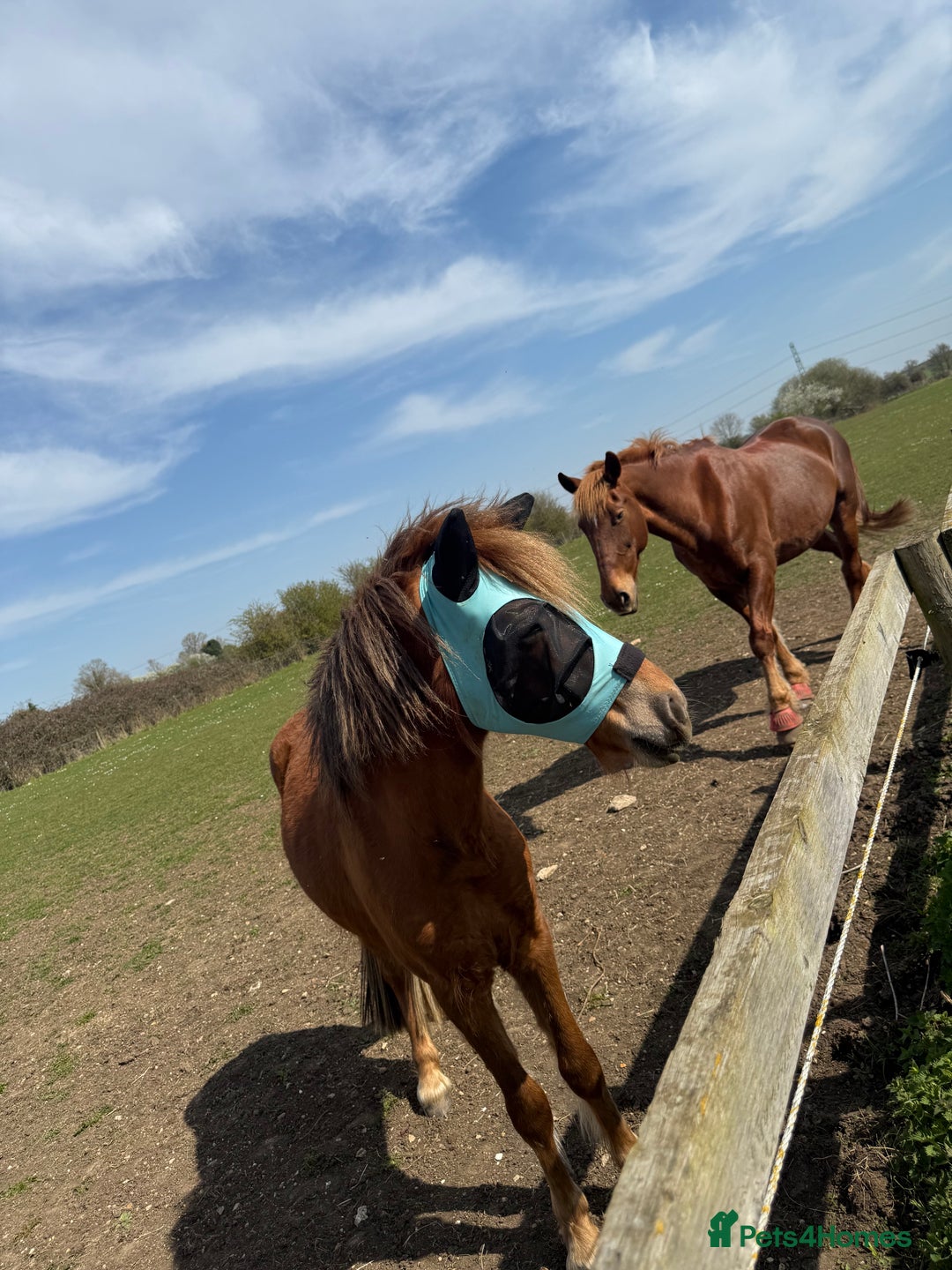 Dartmoor horses for sale: Gorgeous super friendly Dartmoor Pony - Advert 4