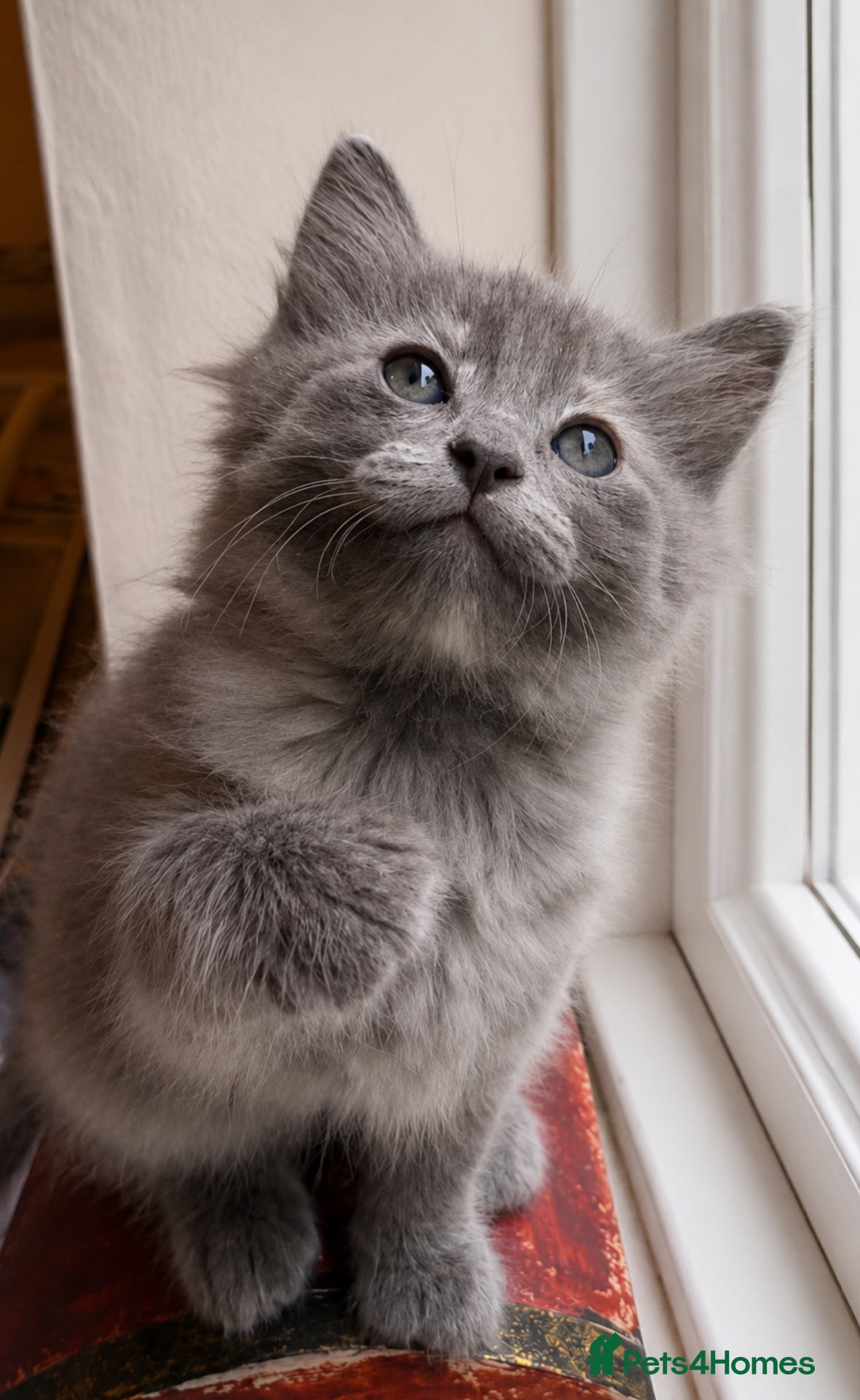 Mixed Breed cats for sale: Beautiful half ragdoll kittens 💖 - Advert 24
