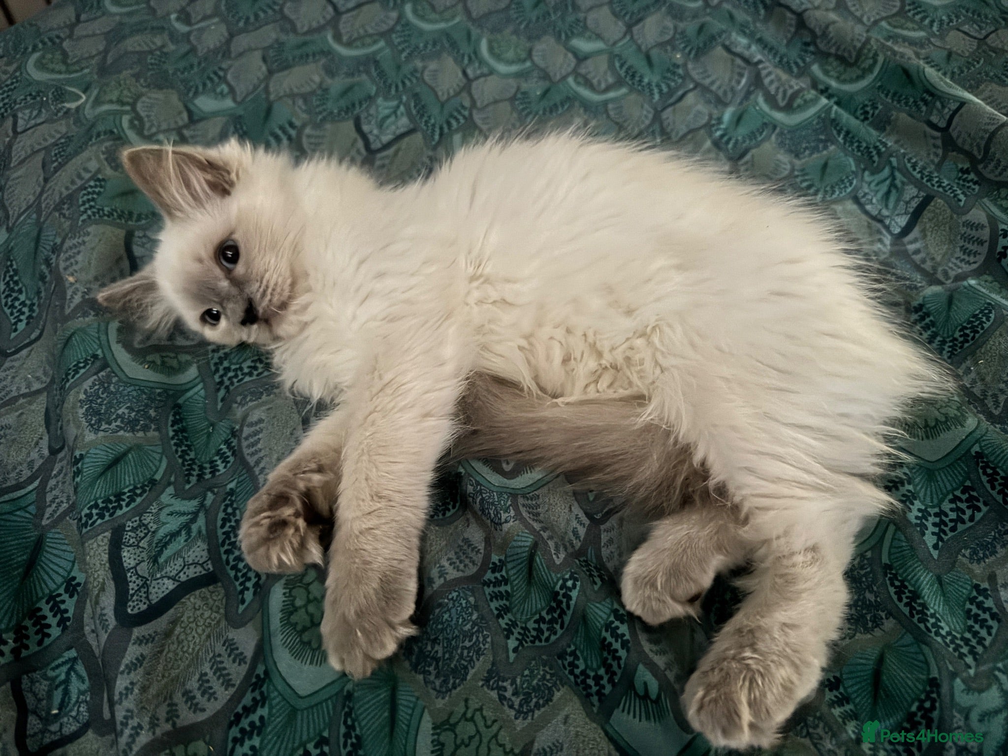 Ragdoll cats Stunning Ragdoll kittens - Advert 2