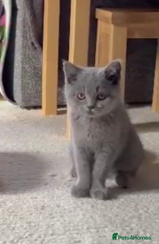 British Shorthair cats British Short Hair One Beautiful Female Available - Advert 2