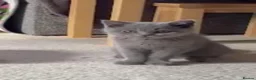 British Shorthair cats for sale: British Short Hair One Beautiful Female Available - Advert 4