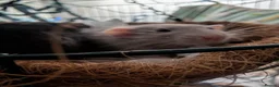 Rat rodents for sale: 2 male rats for sale in Coleford - Advert 2
