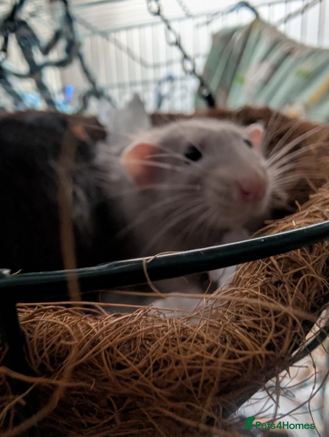 Rat rodents for sale: 2 male rats for sale in Coleford - Advert 2