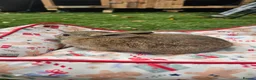 Netherland Dwarf rabbits for sale: Baby Rabbits for Sale – Beautiful Colours 🐰❤️ - Advert 17