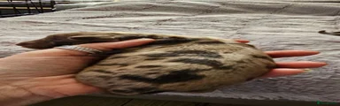 Cockapoo 1