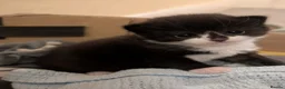 Mixed Breed cats for sale: 4x tuxedo black and white kittens - Advert 7