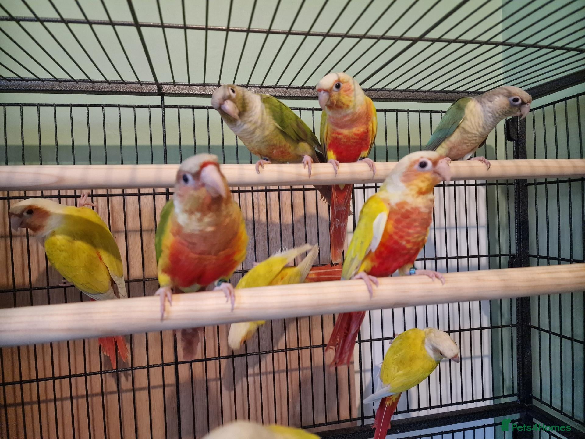 Conures birds Various conures for sale  - Advert 13