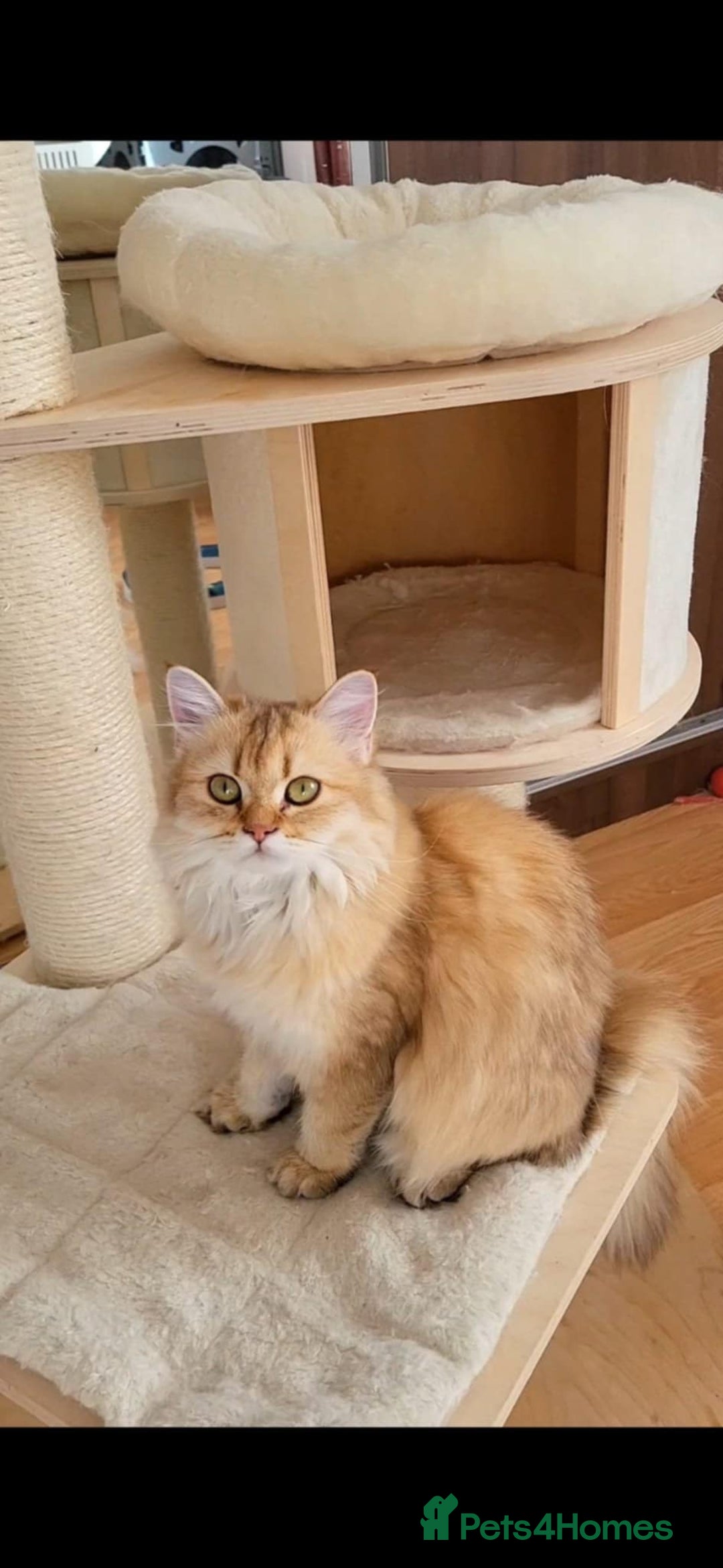 British Longhair cats for sale: Purebred British Longhair Female  - Image 4