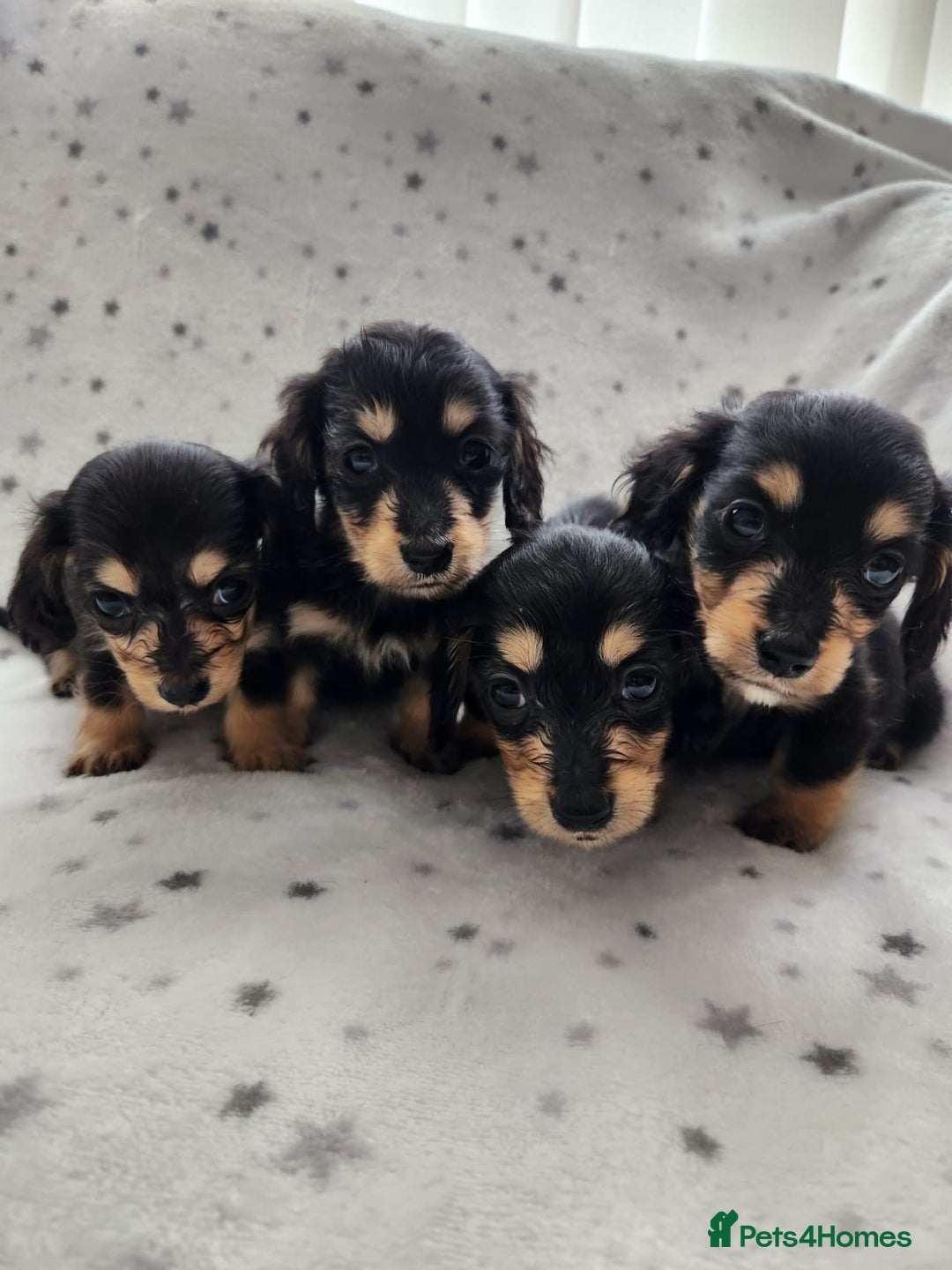 Miniature Dachshund dogs for sale: Kc Registered Long Haired Miniature Dachshunds - Advert 5