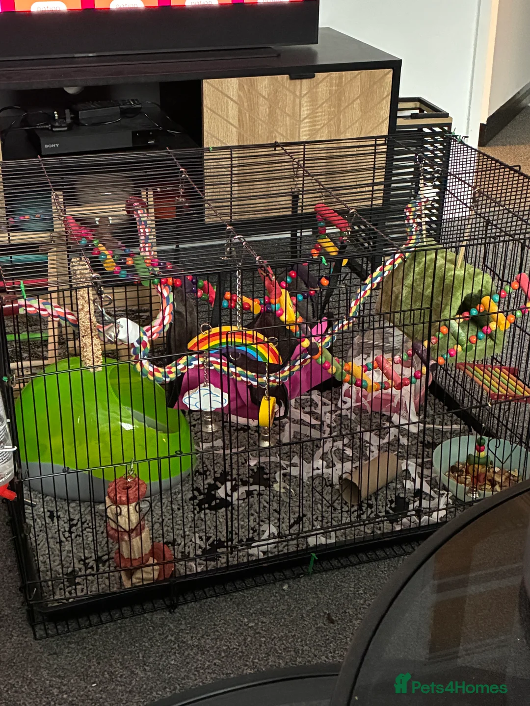 Rat rodents for sale: Boy pet rats  - Advert 4