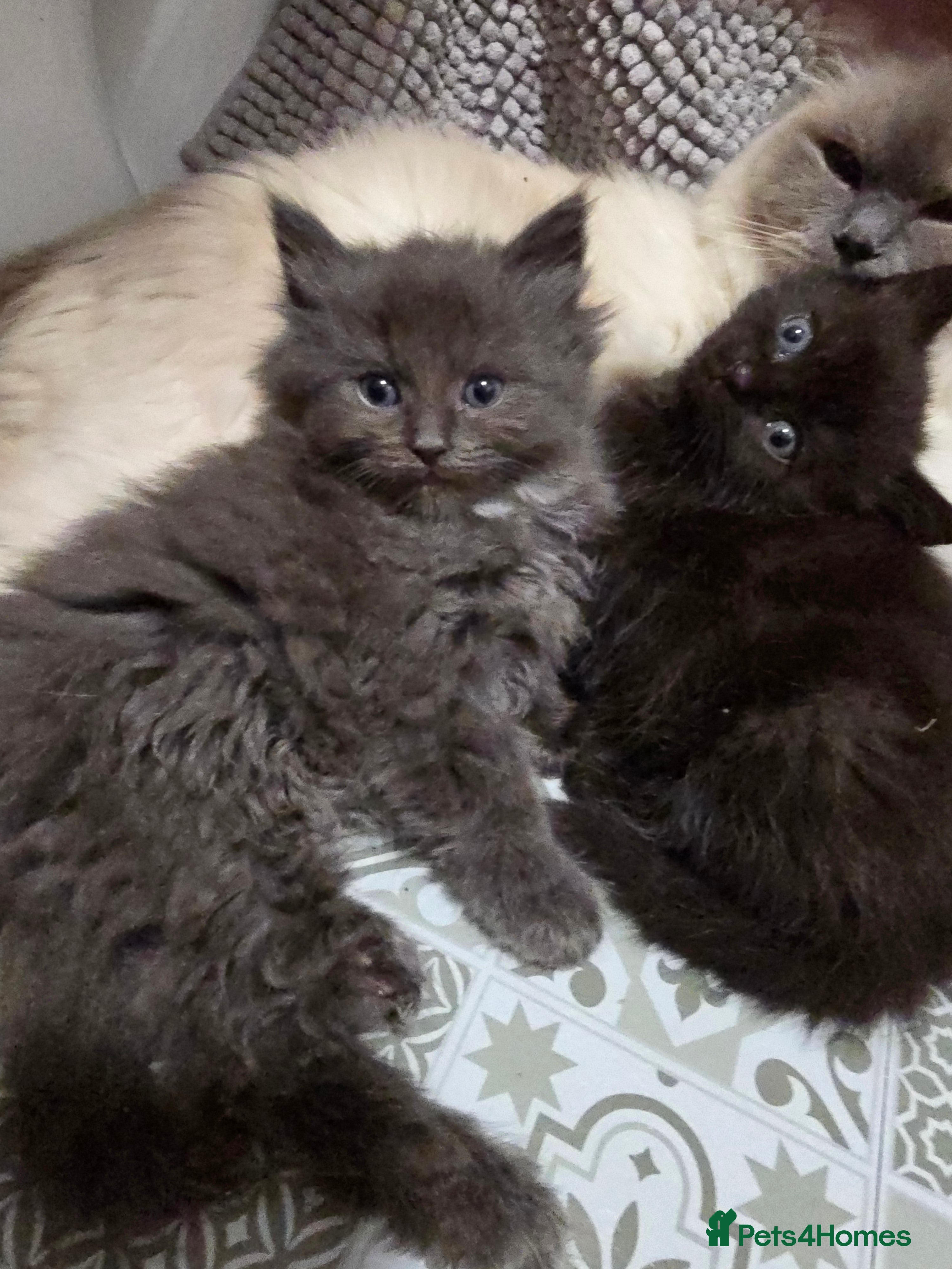 Ragdoll cats Gorgeous half ragdolls - Advert 9