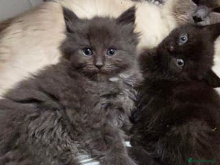 Ragdoll cats Gorgeous half ragdolls - Advert 15