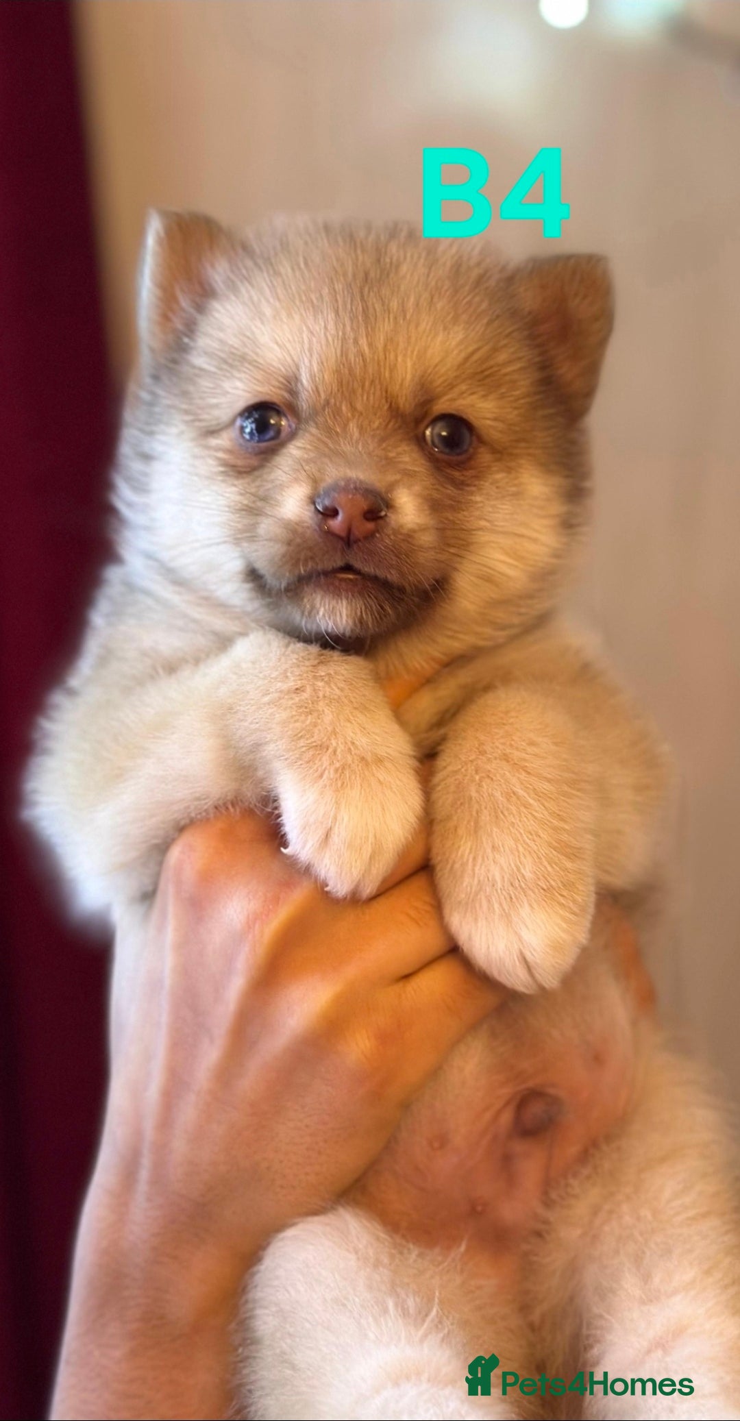 Pomsky dogs for sale: Blue Eyed F4 Toy Pomskies - Advert 19