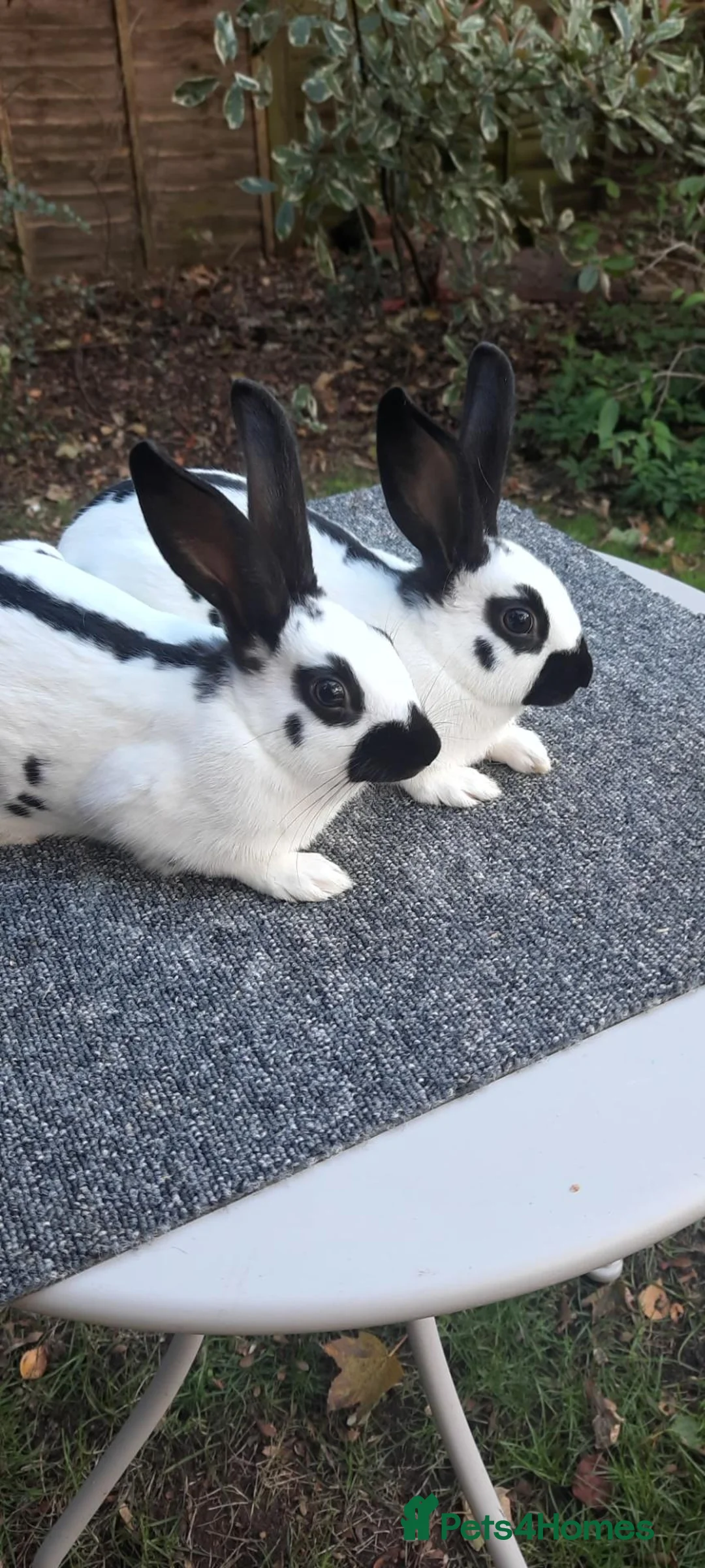 English Spot rabbits for sale: English Spot rabbits in Dereham - Advert 1